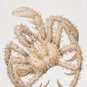 Spiny Spider Crab (malacostracans), view from above