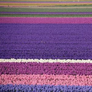 Spring, Fields of hyacinths in the Netherlands