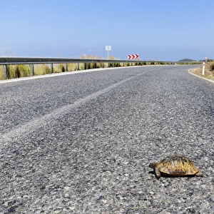 Spur-thighed tortoise -Testudo graeca- on road, Gazipasa, Antalya province, Turkey