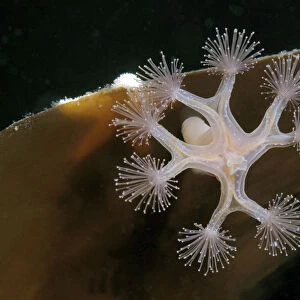 Stalked Jellyfish -Lucernaria quadricornis-, White Sea, Karelia, Russia