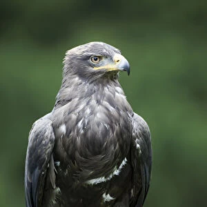Steppe Eagle (Aquila nipalensis), perched on a falconers fist