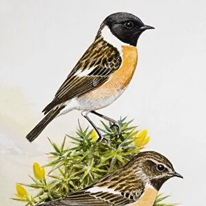 Stonechat (Saxicola rubicola), two birds sitting among flowers, side view