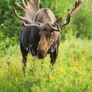 Summer moose