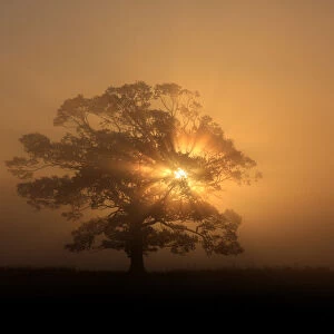 Sun beams, fog and tree