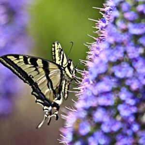 Swallowtail Butterfly on Perfect Purple bokeh