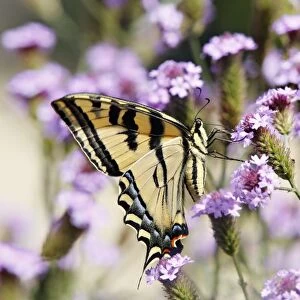 Swallowtail butterfly on wildflowers