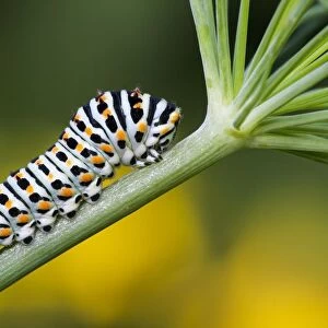 Swallowtail caterpillar (Papilio machaon) to Dill (Anethum graveolens), Hesse, Germany