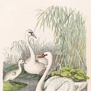 Swans illustration 1853