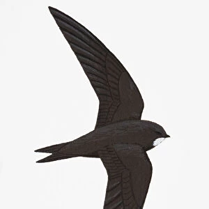 Swift (Apus apus), adult