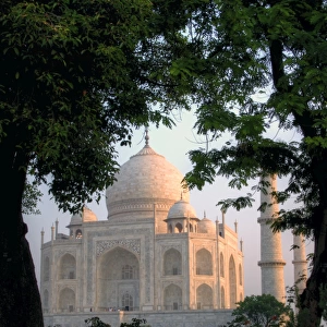 Taj Mahal behind trees at sunrise