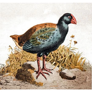 The Takahe (Porphyrio hochstetteri), also known as the South Island Takahe or notornis