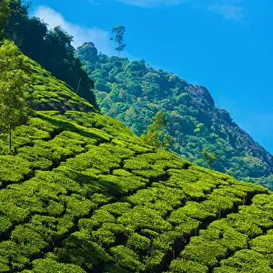 Tea plantation in Kerala, India