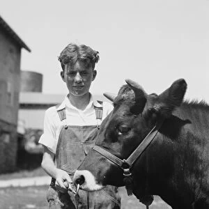 Teenage farm boy wearing bib overalls, holding Jersey bull