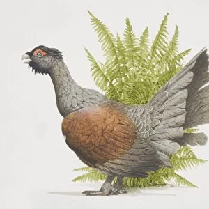 Tetrao urogallusm, Western Capercaillie, side view