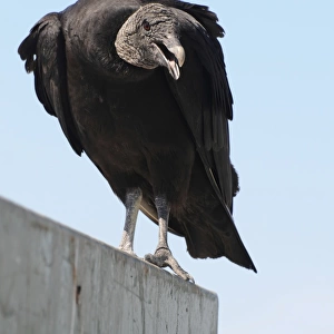 Threatening black vulture, Coragyps atratus. Everglades National Park, Florida, USA. UNESCO World Heritage Site (Biosphere Reserve)