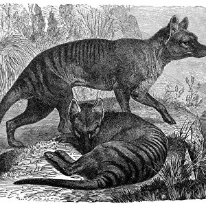 Thylacinidae Collection: Thylacine
