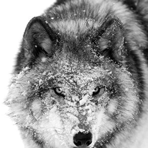 Timber wolf snow face