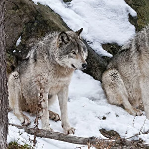 Two Timber Wolves