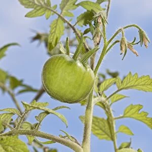 Tomato -Solanum lycopersicum-, Harzer Riesen variety