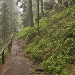 Trail between Obere Schleuse and Hermannseck, Saxon Switzerland, Elbsandsteingebirge Elbe Sandstone Mountains, Saxony, Germany, Europe