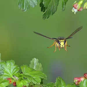 Tree wasp (Dolichovespula sylvestris), in flight, highspeed nature photo, between leaves of gooseberry (Ribes uva-crispa), Siegerland, North Rhine-Westphalia, Germany
