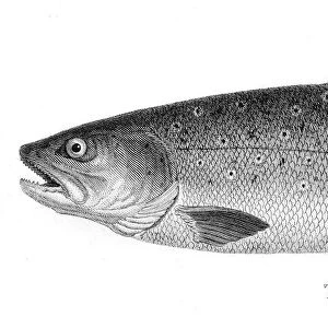 Trout engraving 1802
