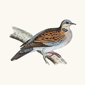 Doves Collection: Red Turtle Dove