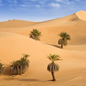 Landscapes Collection: Desert landscapes