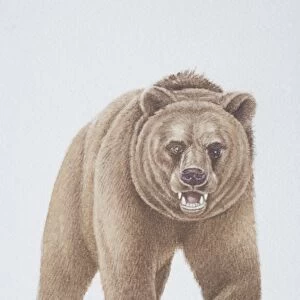 Ursus arctos, Brown Bear, front view