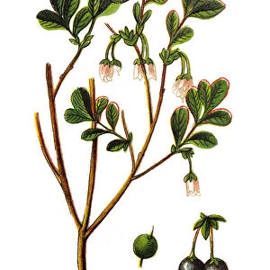 Vaccinium uliginosum (bog bilberry, bog blueberry, northern bilberry or western blueberry)