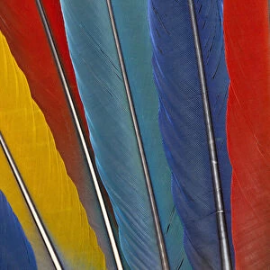 Variety of Macaw Tail Feathers in Pattern
