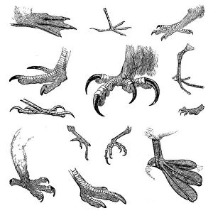 Various birds feet