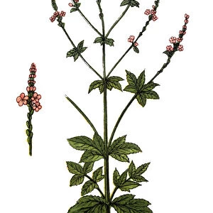 Verbena officinalis, the common vervain or common verbena