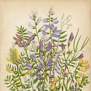 Victorian Botanical Illustration of Spring Vetch, Vicia, and Wood Bitter