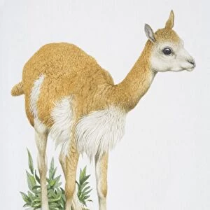 Vicuna vicugna, light brown animal with a white belly cross between a lamb and a llama