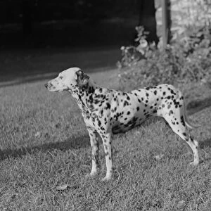 Side view of Dalmatian dog in garden