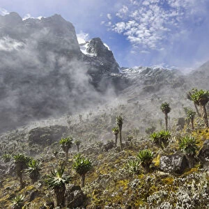 View of Mount Stanley from the Kilembe Route, Rwenzori National Park, Kasese District, Uganda