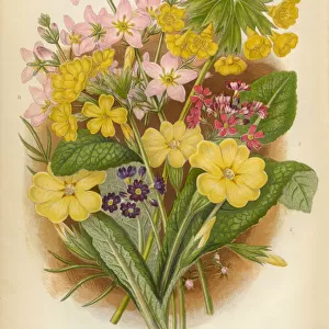 Violet, Primrose, Evening Primrose, Oxlip, Cowslip, Victorian Botanical Illustration