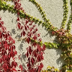 Virginia creeper or five-leaved ivy (Parthenocissus quinquefolia Engelmannii) and Japanese creeper, Boston ivy, Grape ivy, Japanese ivy (Parthenocissus tricuspidata) on a house wall