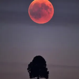 Luna de sangre, eclipse lunar total, doble exposición con árbol en colina morrena, Hirzel.