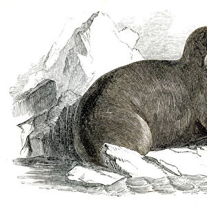Walrus engraving 1851