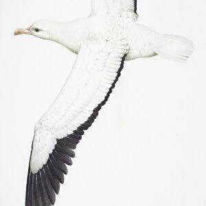 Laridae Fine Art Print Collection: European Herring Gull