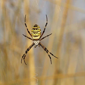 Wasp Spider or Orb-weaving Spider -Argiope bruennichi- on a spiders web, Burgenland, Austria