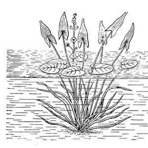 Water caltrop, also known as water chestnut, buffalo nut, bat nut, devil pod, ling nut, lin kok, ling kio nut, or singhara