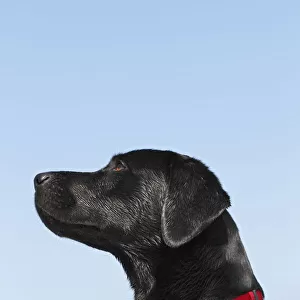 Wet black Labrador Retriever -Canis lupus familiaris-, male