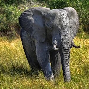 A Wet And Muddy Kruger Elephant, Kruger National Park, South Africa n