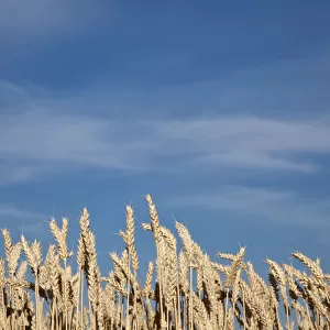 Wheat field (Triticum)