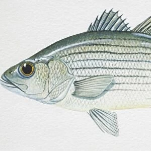 White Bass, Morone chrysops, side view