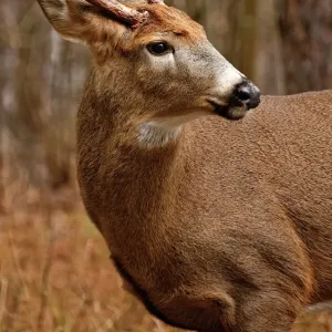 Peter Sutherland 　写真集「Buck Shots」鹿　森自然　街 Fallow deer in winter forest. Beautiful animal in snowy