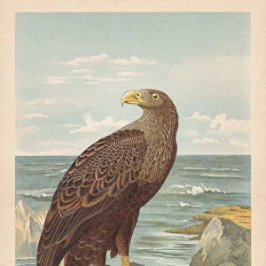 White-tailed eagle (Haliaeetus albicilla), chromolithograph, published in 1896